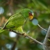 Amazonan belocely - Amazona albifrons - White-fronted Amazon Parrot 3632
